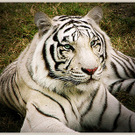 whitetiger1.jpg