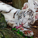 whitetigerbaby.jpg