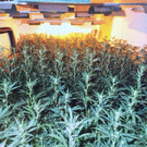 65 Kilo Cannabisblüten in NÖ und Wien von der Polizei sichergestellt