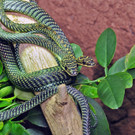Fliegende Schlangen ziehen im Wiener Haus des Meeres ein