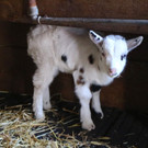 KOE_Wildpark JHV 2016 9.jpg