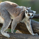 Dreifacher Katta-Nachwuchs im Tiergarten Schönbrunn in Wien