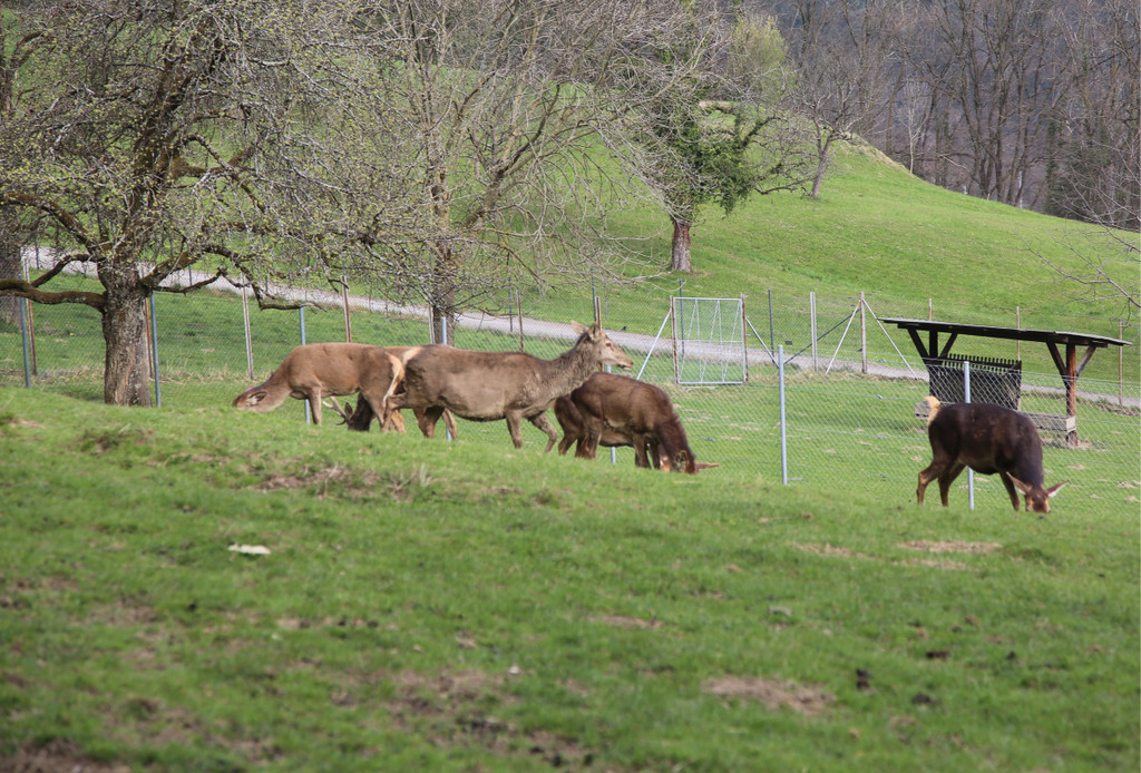 KOE_Wildpark Pate Hirschmann 6.jpg