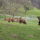 KOE_Wildpark Pate Hirschmann 6.jpg