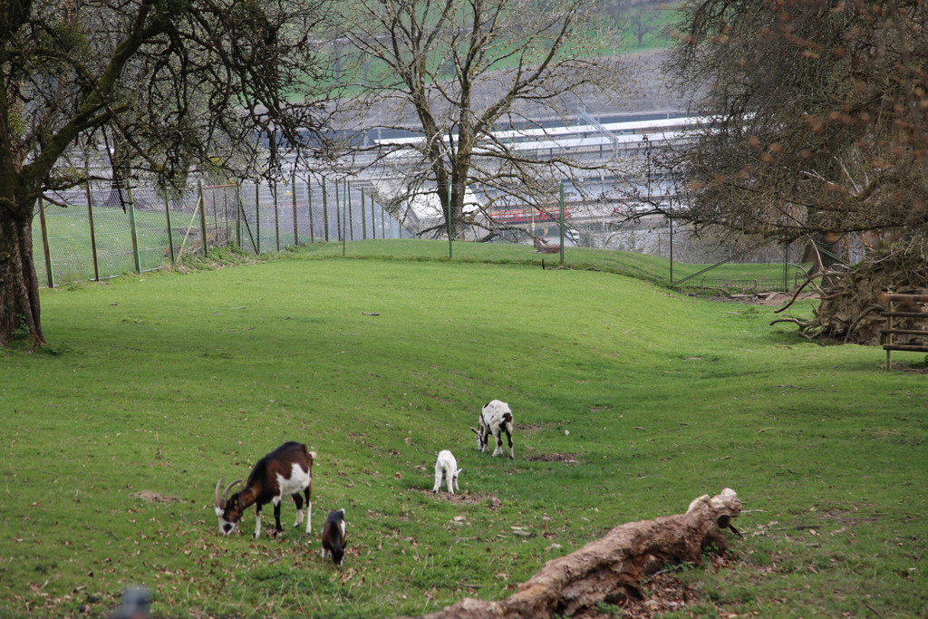 KOE_Wildpark Pate Hirschmann 11.jpg