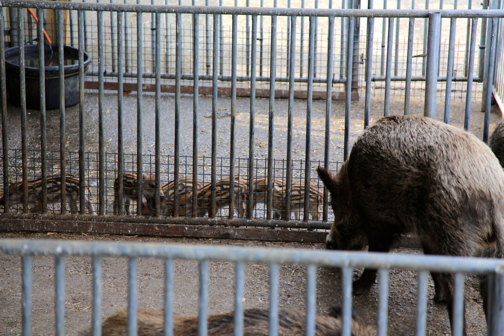 KOE_Wildpark Pate Hirschmann 16.jpg