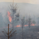 03042016_Waldbrand Alpeltal _2_.jpg