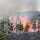 03042016_Waldbrand Alpeltal _3_.jpg