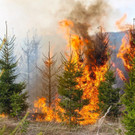 03042016_Waldbrand Alpeltal _4_.jpg