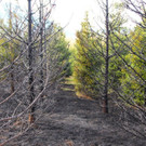 03042016_Waldbrand Alpeltal _9_.jpg