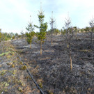 03042016_Waldbrand Alpeltal _12_.jpg