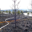 03042016_Waldbrand Alpeltal _18_.jpg