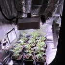 Teile der Cannabisfunde