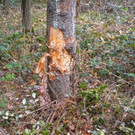 04042016_Schwerer VU_Forststrasse _6_.jpg