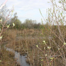IMG_3737.JPG