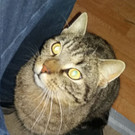 Tigerle