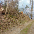 Eschensterben in Götzis