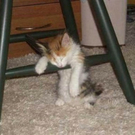 tiredanimals03.jpg