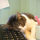 tiredanimals10.jpg