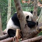tiredanimals08.jpg