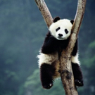 tiredanimals07.jpg