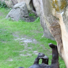 tiredanimals14.jpg