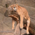 tiredanimals01.jpg