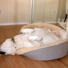 tiredanimals02.jpg