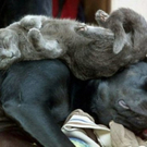 tiredanimals04.jpg
