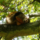 tiredanimals05.jpg