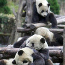 tiredanimals09.jpg