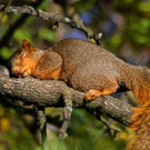 tiredanimals11.jpg