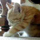 tiredanimals12.jpg