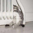 tiredanimals13.jpg
