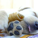 tiredanimals16.jpg