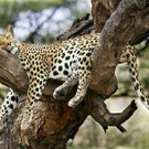 tiredanimals17.jpg
