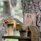 tiredanimals18.jpg