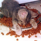 tiredanimals20.jpg