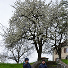 Natur Rankweil 2.jpg