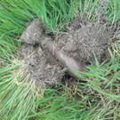 Kriegsrelikt in der Donaustadt gefunden: Granate war noch scharf