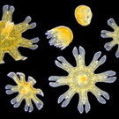 Babyquallen im Haus des Meeres