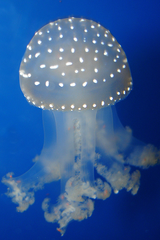 Gepunktete Wurzelmundqualle - Mitic.jpg