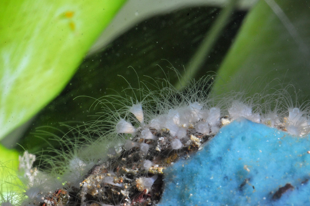 Quallenpolypen - Thill.jpg