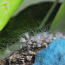 Quallenpolypen - Thill.jpg