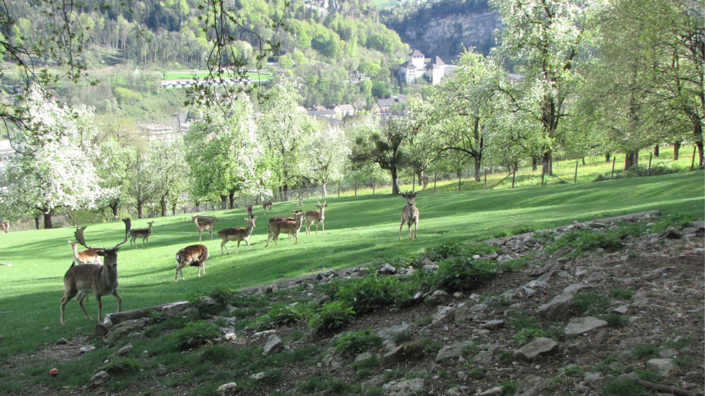 KOE_Wildpark Damhirsch und Frischlinge 3.jpg