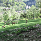 KOE_Wildpark Damhirsch und Frischlinge 3.jpg