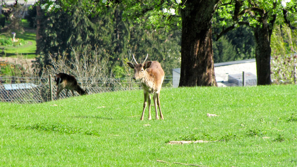 KOE_Wildpark Damhirsch und Frischlinge 4.jpg