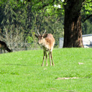 KOE_Wildpark Damhirsch und Frischlinge 4.jpg