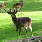 KOE_Wildpark Damhirsch und Frischlinge 5.jpg