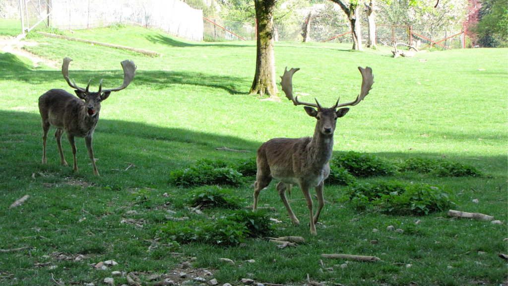 KOE_Wildpark Damhirsch und Frischlinge 6.jpg